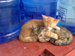 学校内にいた猫